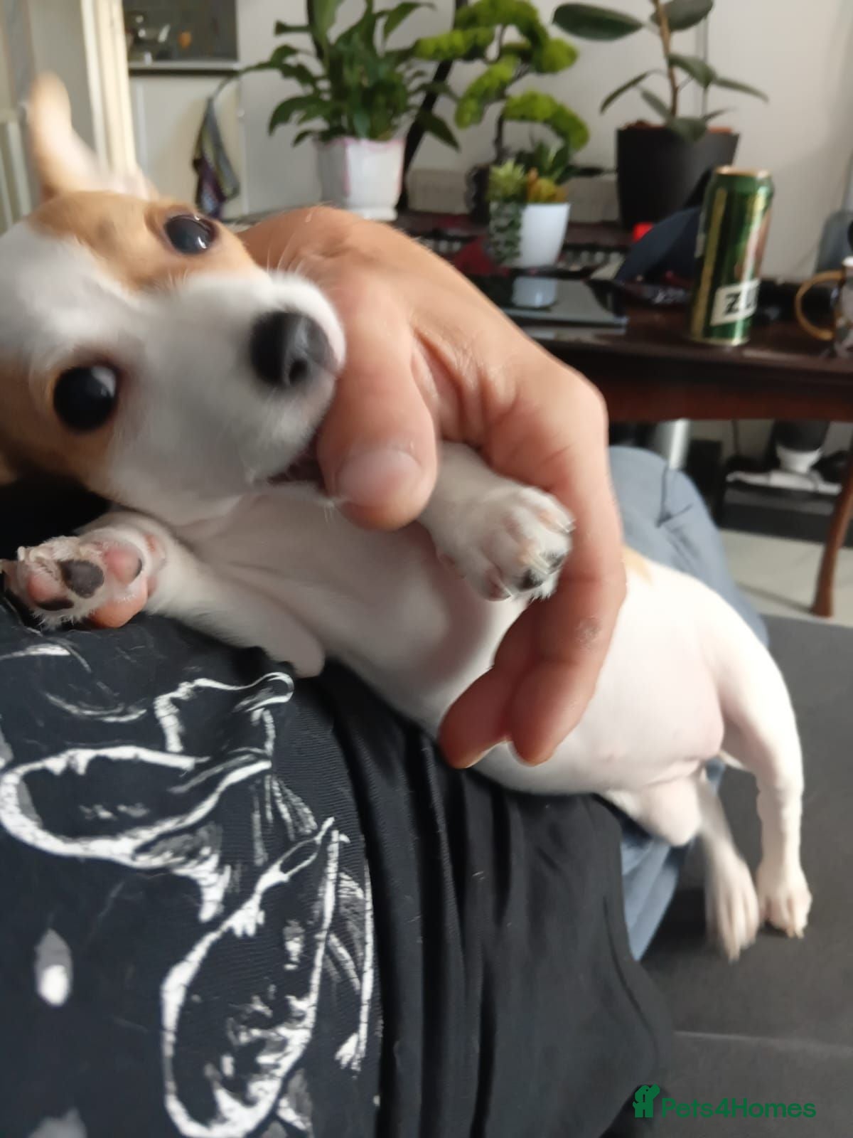 Jack Chi dogs Just one puppy is available  - Advert 2