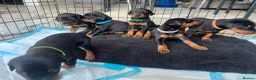 Dobermann dogs for sale: 2 LEFT,READY NOW,BEAUTIFUL DOBERMAN PUPPIES - Advert 20