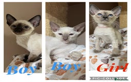 Siamese cats for sale: 3 affectionate Siamese kittens available  - Image 1