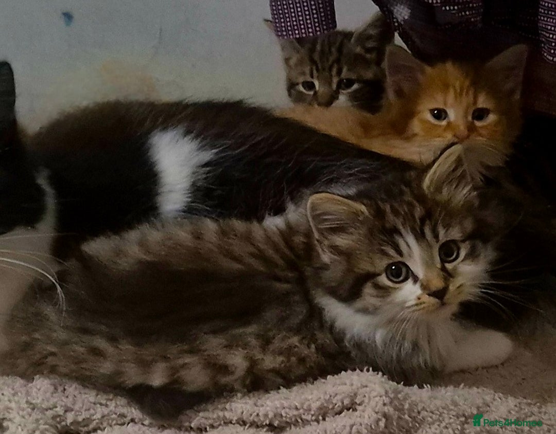 Mixed Breed cats for sale: 1/4 Maine Coon kittens - Advert 7