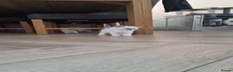Ragdoll cats for sale: 3 blue point ragdoll kittens for sale - Advert 15