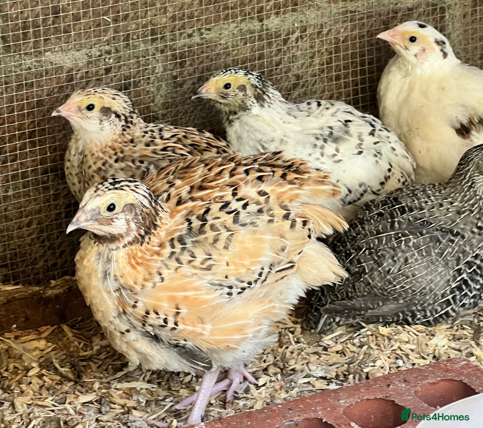 Quail poultry Jumbo & XL Jumbo POL Quail • Hatched regularly - Advert 3