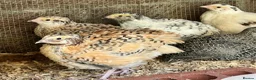 Quail poultry for sale: Jumbo & XL Jumbo POL Quail • Hatched regularly - Advert 1