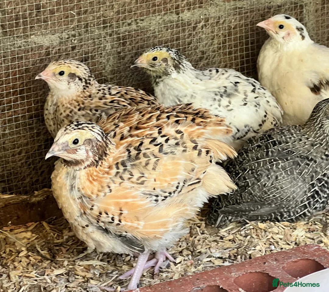 Quail poultry for sale: Jumbo & XL Jumbo POL Quail • Hatched regularly - Advert 1