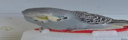 Budgerigars birds for sale: Exhibition Budgies - Advert 3
