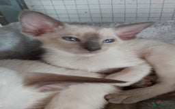 Oriental cats for sale: Full Pedigree Oriental 6 Kittens XL size ears GCCF - Image 24