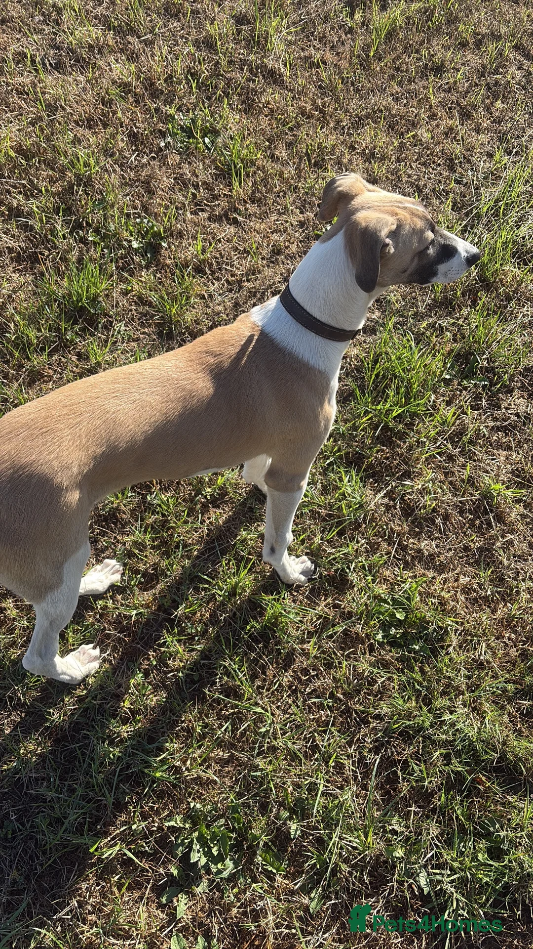 Lurcher dogs for sale: Lurcher Puppy in Bishops Castle - Advert 1