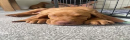 Hungarian Vizsla dogs for sale: Hungarian vizsla puppies 3 boys Ready now  - Advert 2
