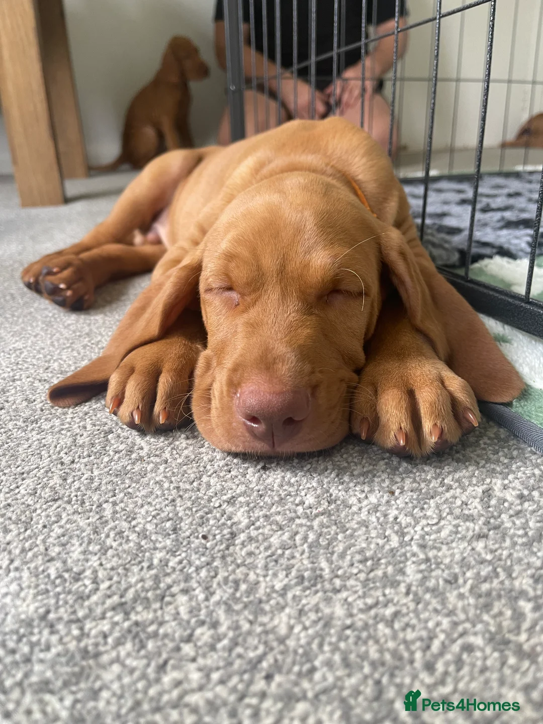 Hungarian Vizsla dogs for sale: Hungarian vizsla puppies 3 boys Ready now  - Advert 2