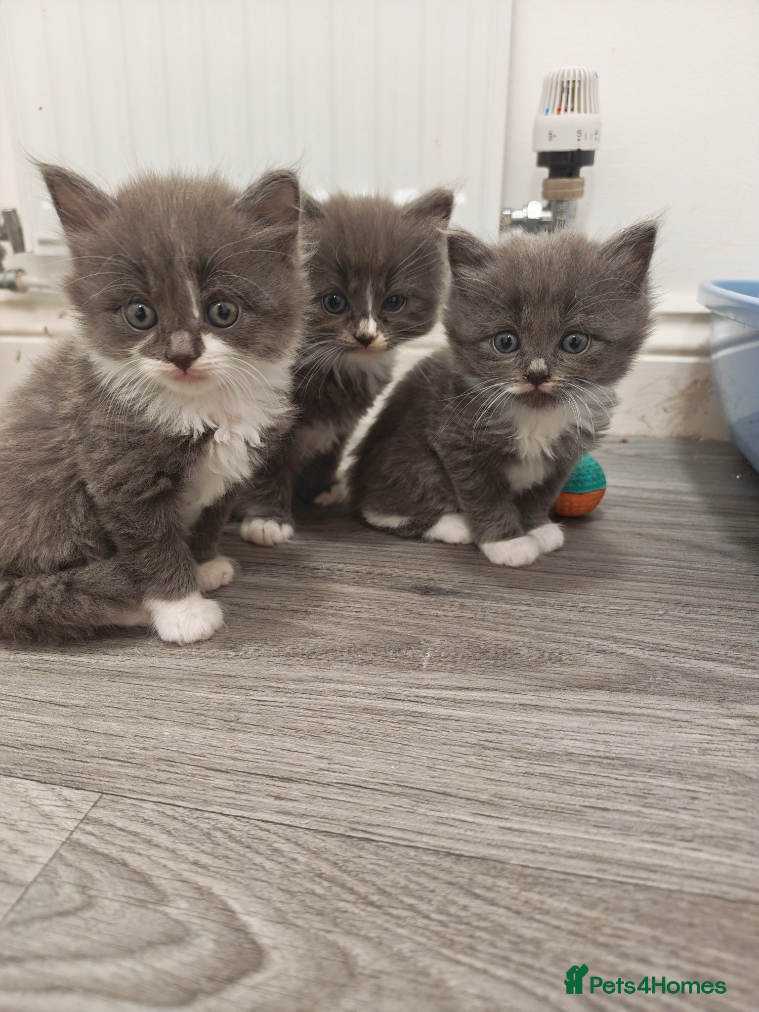 Mixed Breed cats Grey fluffy kittens - Advert 6