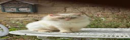 Ragdoll cats for sale: 6 ragdoll cross kittens  - Advert 7