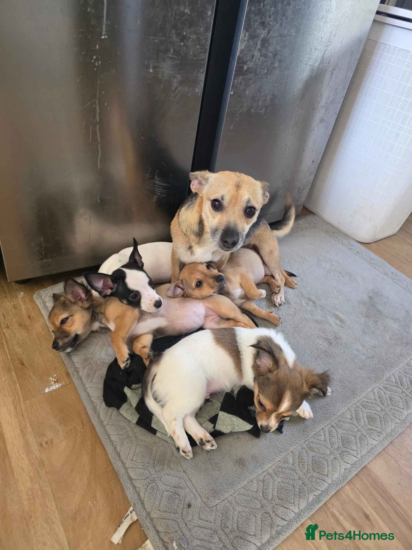 Mixed Breed dogs Jackawawas  - Advert 17