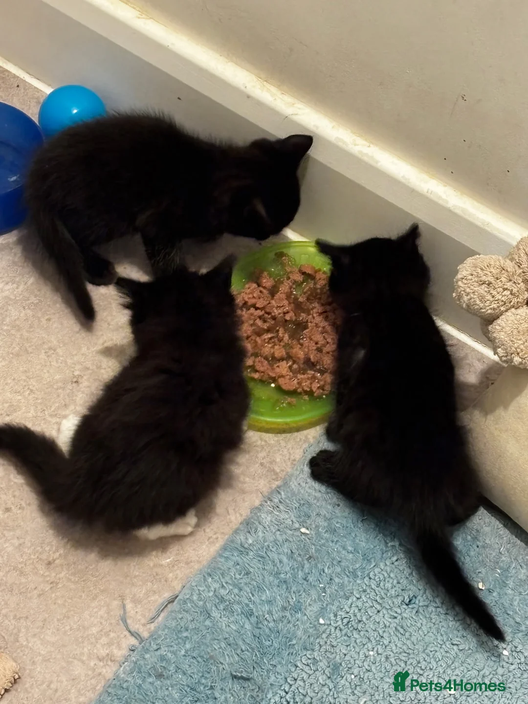 Mixed Breed cats for sale: 2 male black kitten/black white female  in St Albans - Advert 6