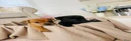 Patterjack dogs for sale: Beautiful patterjack puppies  - Advert 7