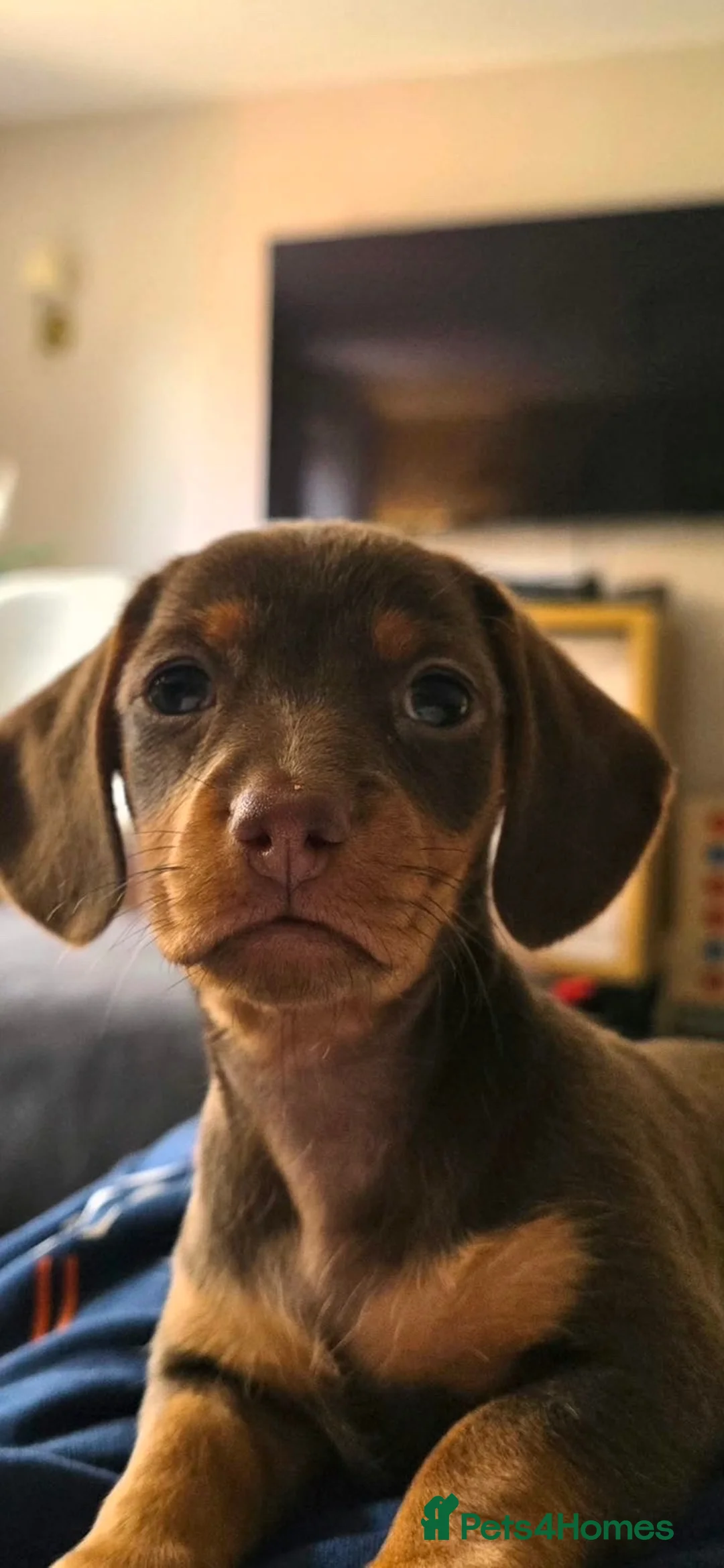 Miniature Dachshund dogs for sale: Mini dachshund girl 🎀 in Woodhall Spa - Advert 6