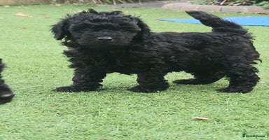 Toy Poodle dogs - Advert 9
