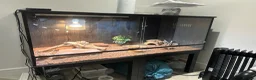 Bearded Dragon reptiles for sale: Bearded dragon and enclosure  - Advert 5