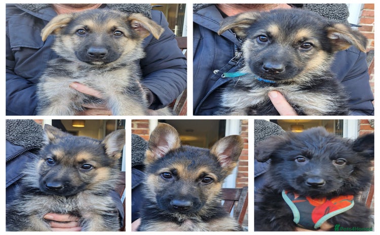 German Shepherd dogs - Advert 10