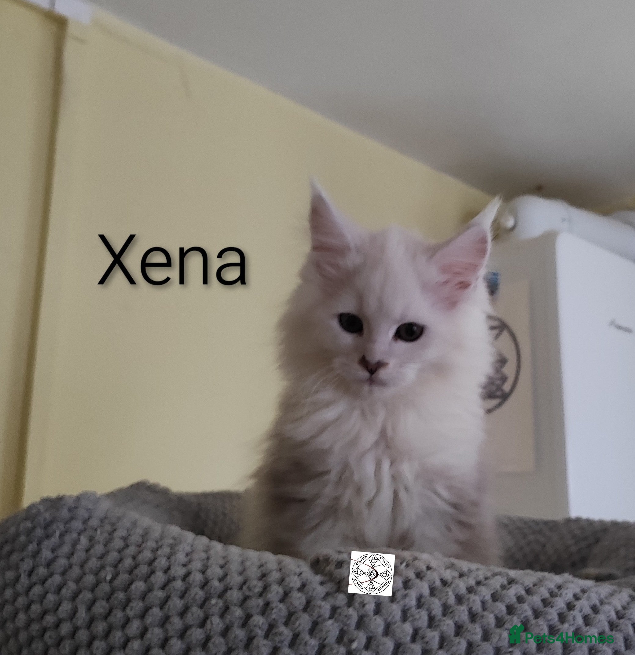 Maine Coon cats One boy and one girl left ‼️ - Advert 9