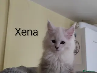 Maine Coon cats One boy and one girl left ‼️ - Advert 9