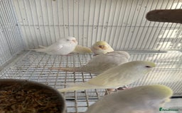Budgerigars birds for sale: Young budgies happy&healthy in London - Image 16
