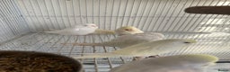 Budgerigars birds for sale: Young budgies happy&healthy in London - Advert 16