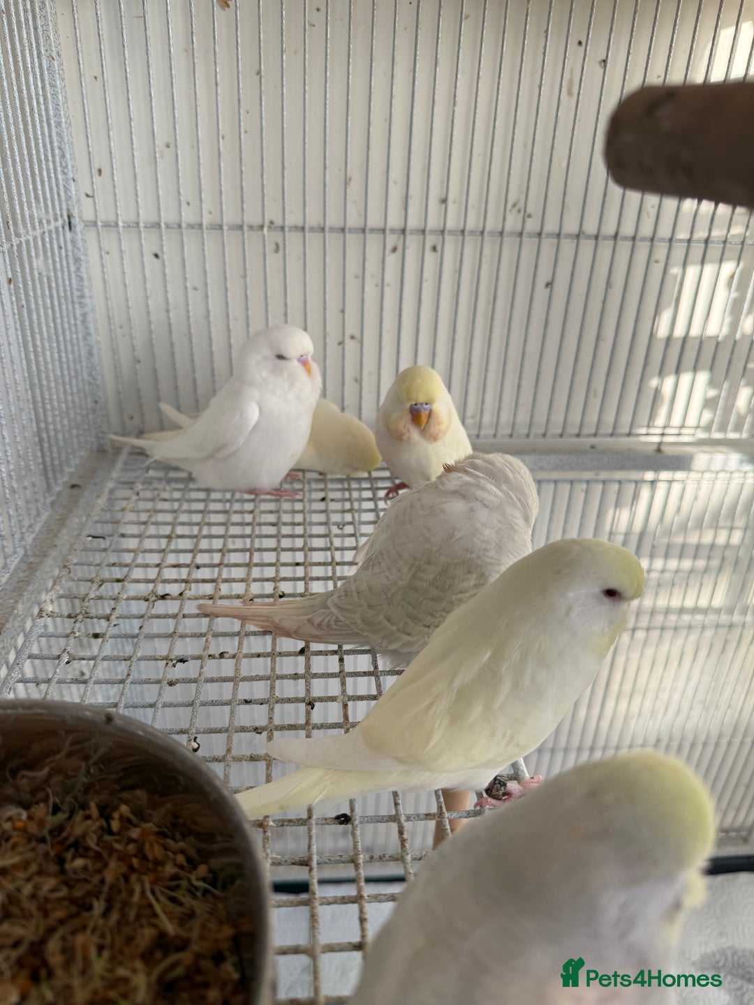 Budgerigars birds for sale: Young budgies happy&healthy in London - Image 16