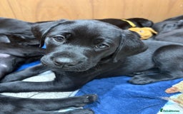 Labrador Retriever dogs for sale: Stunning K.C. Reg. Black Labrador Puppies - Image 1