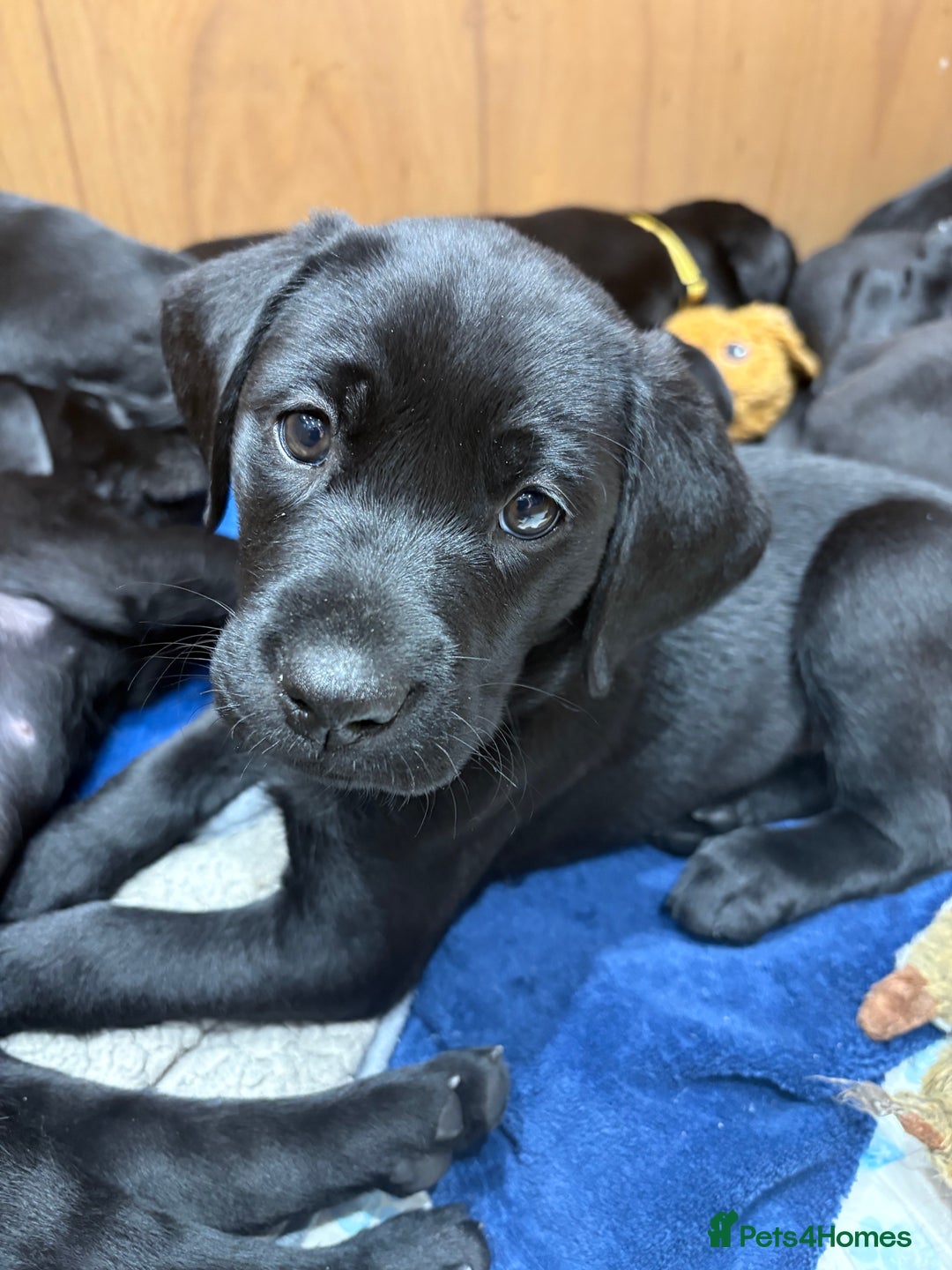Labrador Retriever dogs for sale: Stunning K.C. Reg. Black Labrador Puppies - Image 1