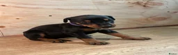 Dobermann dogs for sale: KC registered Doberman puppies  in Doncaster - Advert 7