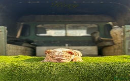English Bulldog dogs for sale: 🔥 THE JACKPOT PUPPIES ARE HERE 🔥 - Image 3