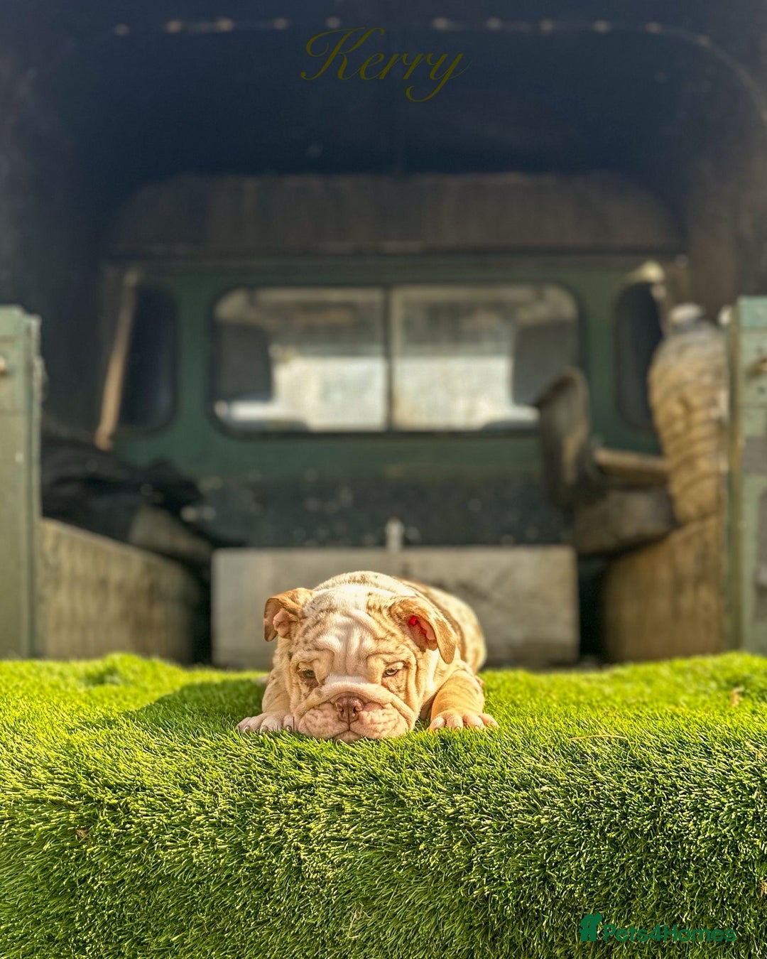 English Bulldog dogs for sale: 🔥 THE JACKPOT PUPPIES ARE HERE 🔥 - Image 3