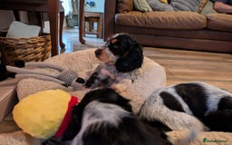 Cocker Spaniel dogs for sale: Stunning KC Show Cocker Spaniels - Image 12
