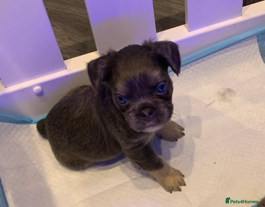 French Bulldog dogs for sale: Isabella fluffy  **  french bulldogs - Advert 2