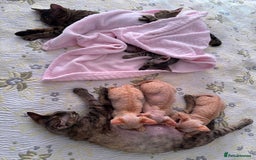 Devon Rex cats for sale: Devon Rex Kitten - Image 4