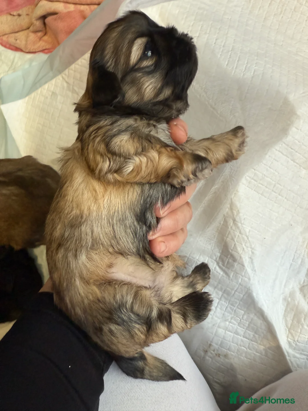 Shih Tzu dogs for sale: Shih Tzu Beauties, Imperial lines - Advert 23
