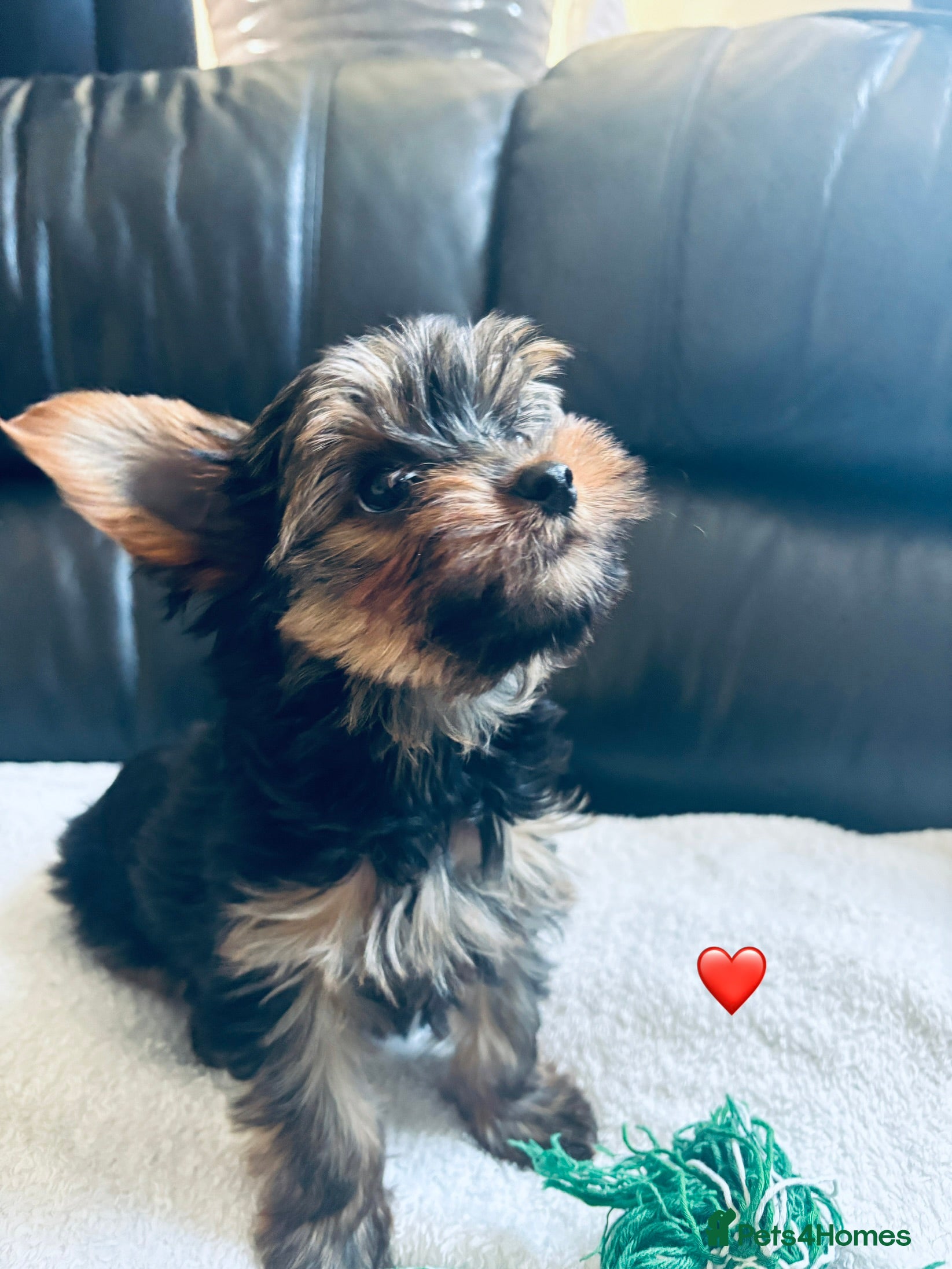Yorkshire Terrier dogs 3 Beautiful yorkshire terrier puppies,KC REG. - Advert 7