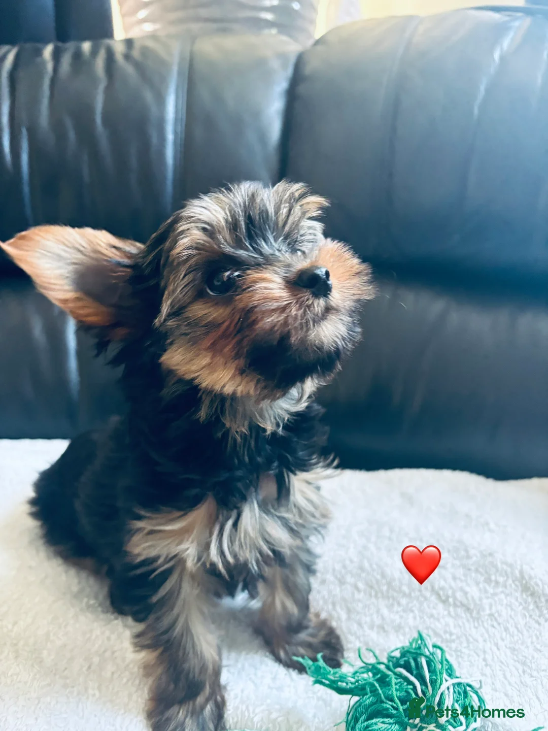 Yorkshire Terrier dogs for sale: 3 Beautiful yorkshire terrier puppies,KC REG. - Advert 2