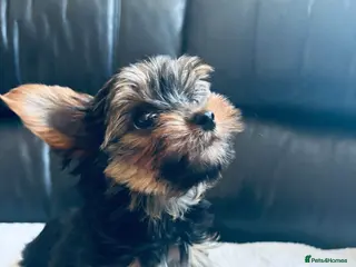Yorkshire Terrier dogs 3 Beautiful yorkshire terrier puppies,KC REG. - Advert 7