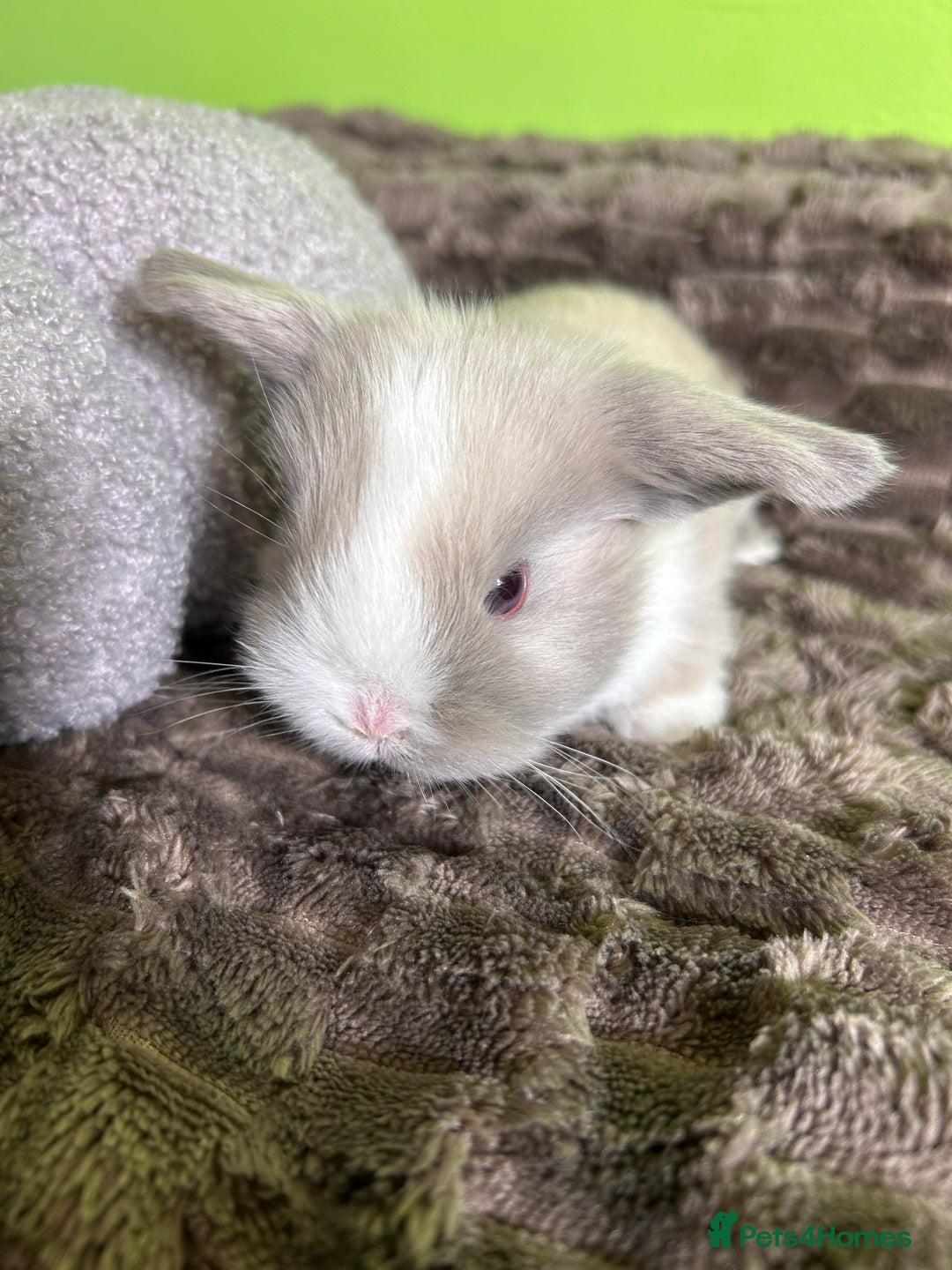 Mini Lop rabbits for sale: Pure breed mini lops  - Image 16