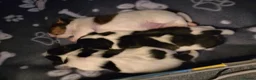 Jack Russell dogs for sale: Beautiful jack Russell puppies  in Bridgwater - Advert 17