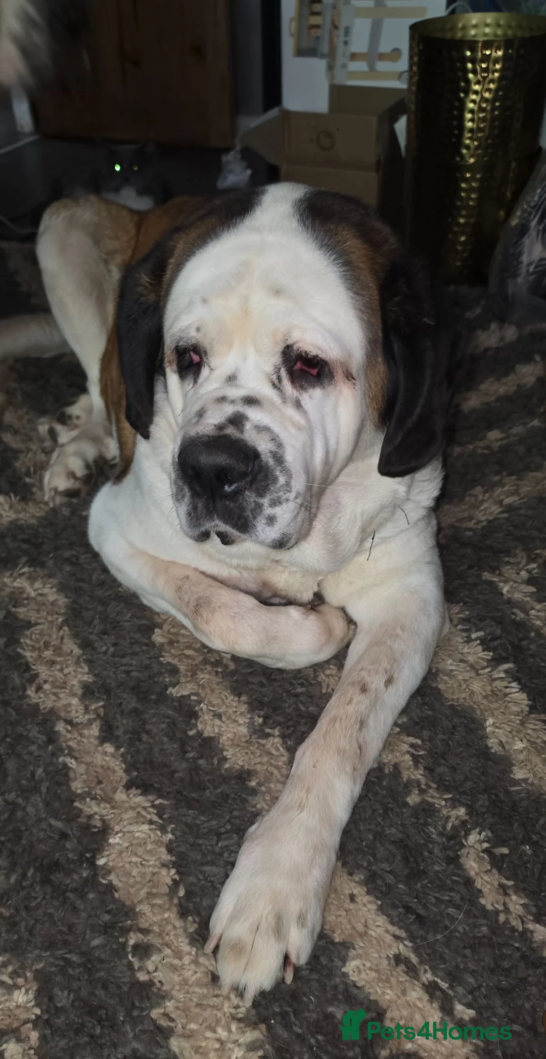 Saint Bernard dogs for sale: Poppy - Advert 2