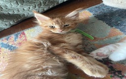 Maine Coon cats for sale: Maine coon babies  - Image 19
