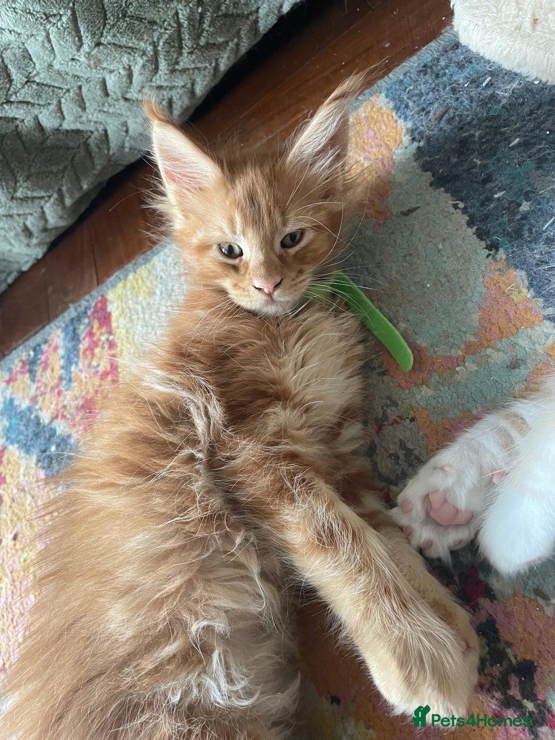 Maine Coon cats for sale: Maine coon babies  - Image 19