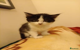Mixed Breed cats for sale: 5 gorgeous fluffy tuxedo kittens - Image 13