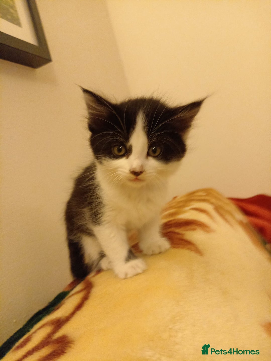 Mixed Breed cats for sale: 5 gorgeous fluffy tuxedo kittens - Image 13