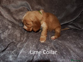 Cocker Spaniel dogs Golden KC Registered English Show Cocker Spaniels - Advert 1