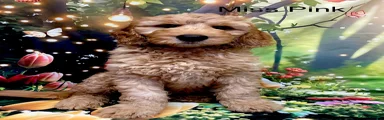 Labradoodle 9