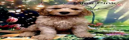 Labradoodle dogs for sale:  Standard Labradoodles multi generational  - Advert 27