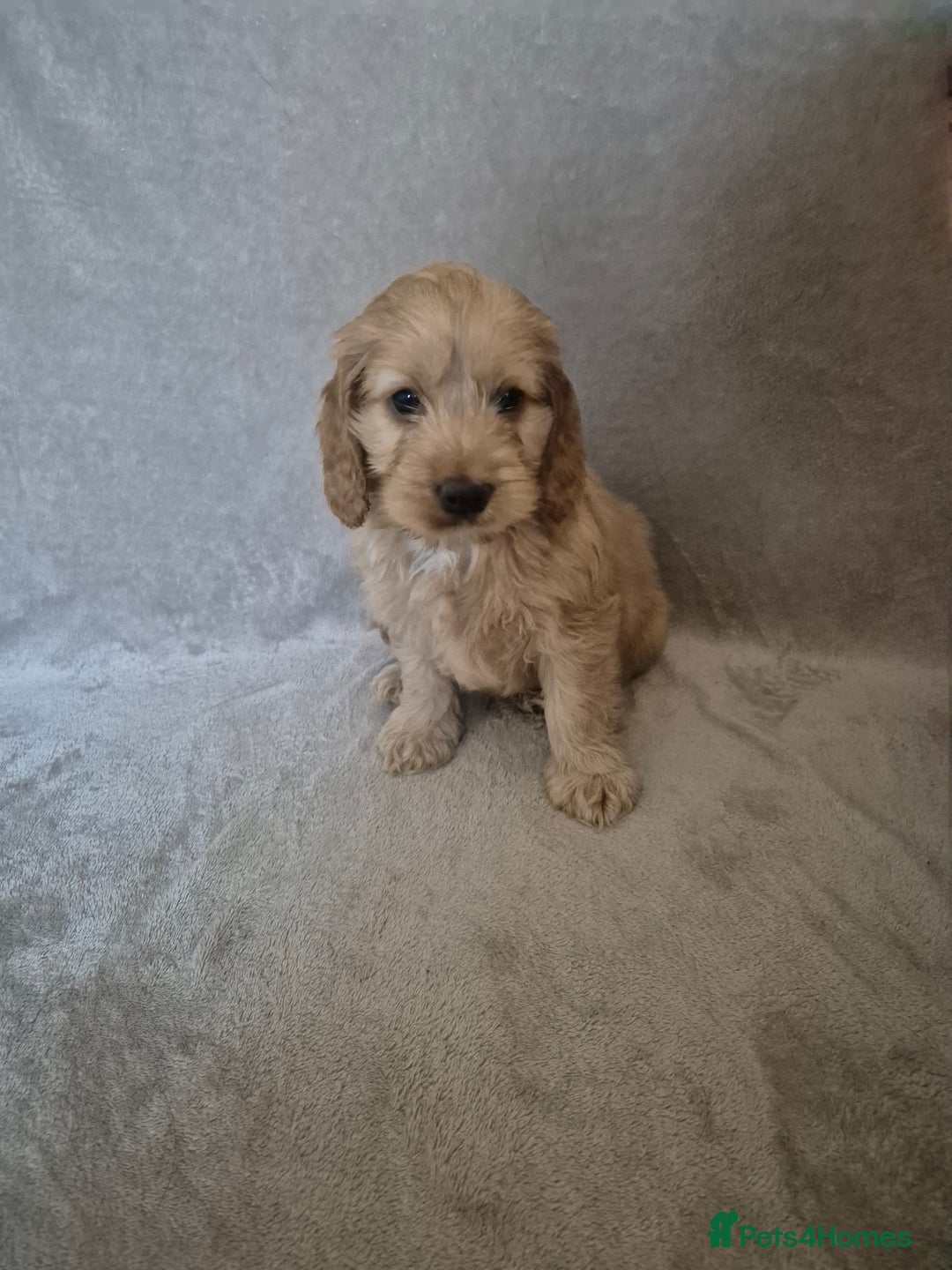 Cockapoo dogs for sale: Cockapoo puppies - Image 19